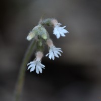 <i>Cheirostylis flabellata</i>  (A.Rich.) Wight